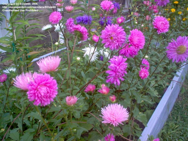  China aster